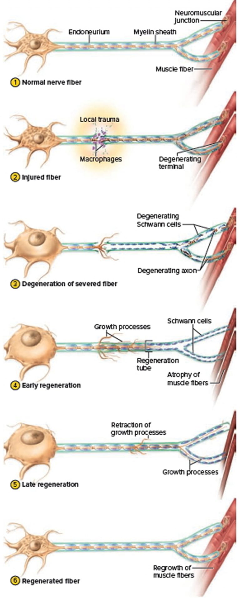 nervous-system-central-and-peripheral-nervous-system-function