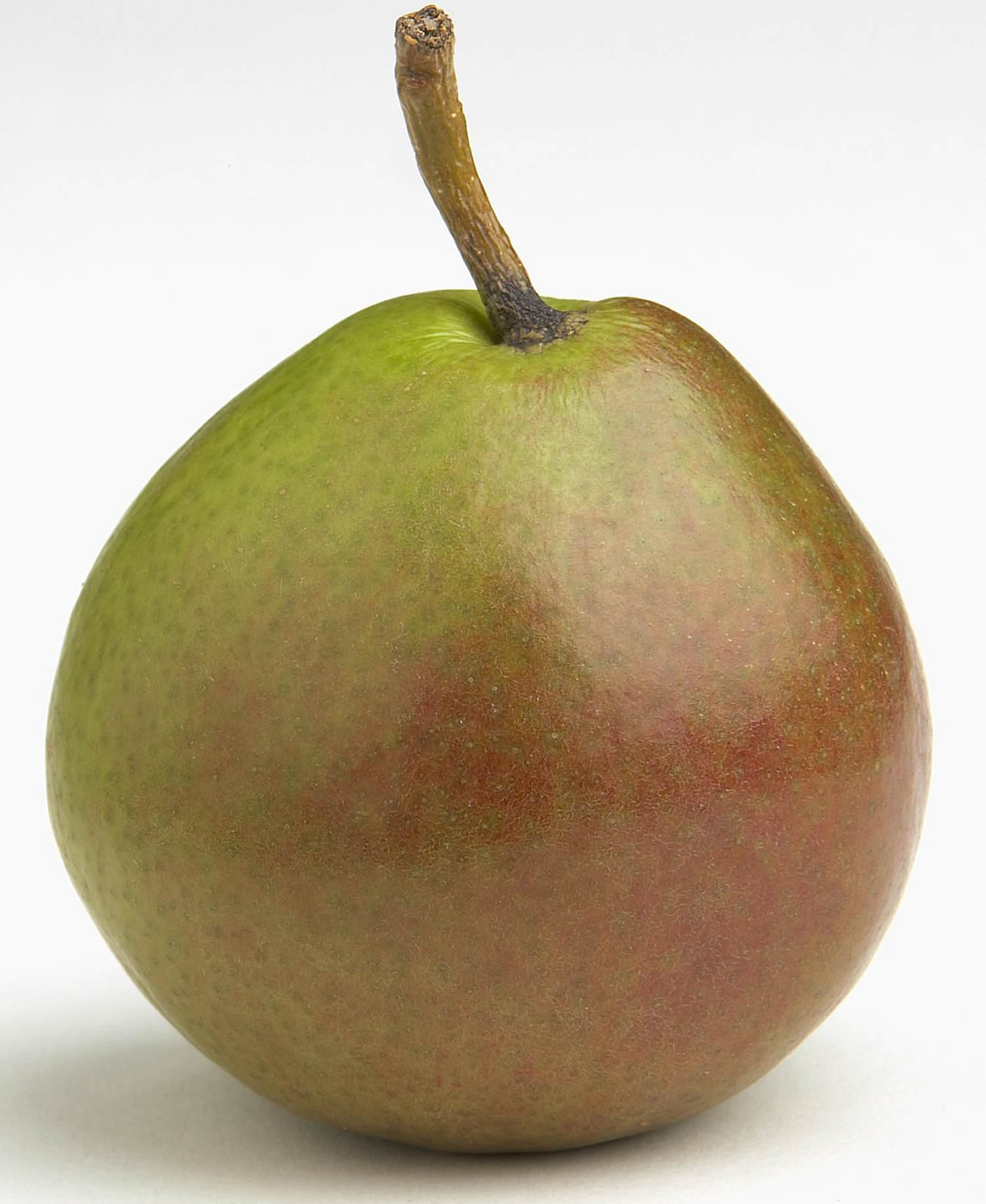 Seckel pear