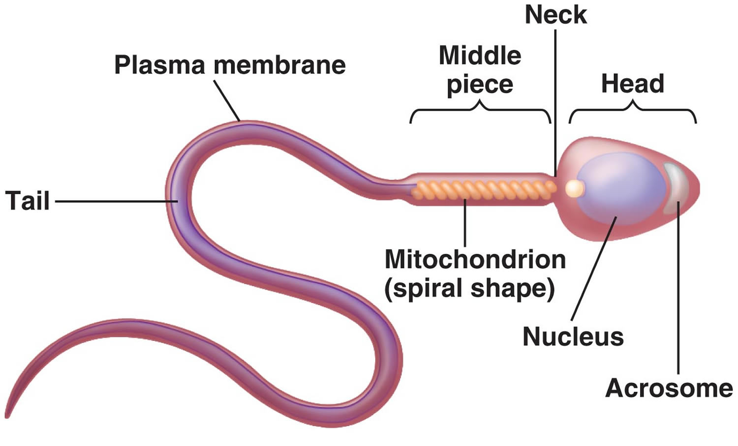 Human Testicles Anatomy, Inside Structure, Function and Location