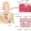 The_Location_Structure_and_Histology_of_the_Thymus