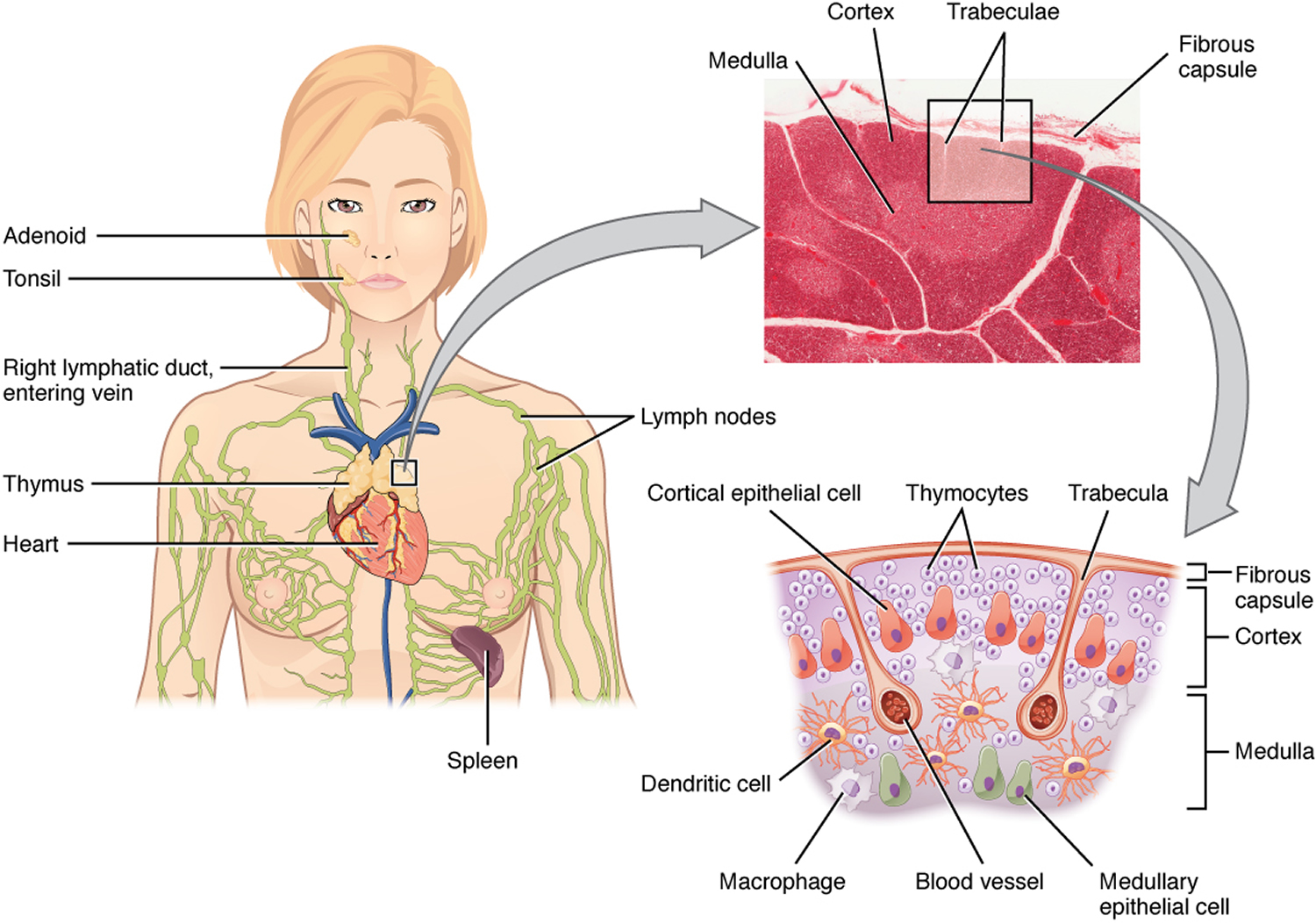Thymus Function, Locations and Role in Immune System