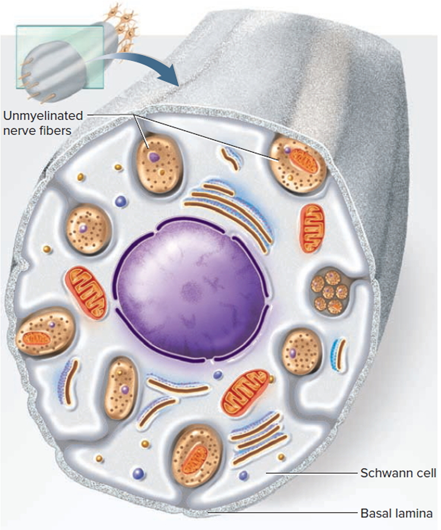 nervous-system-central-and-peripheral-nervous-system-function