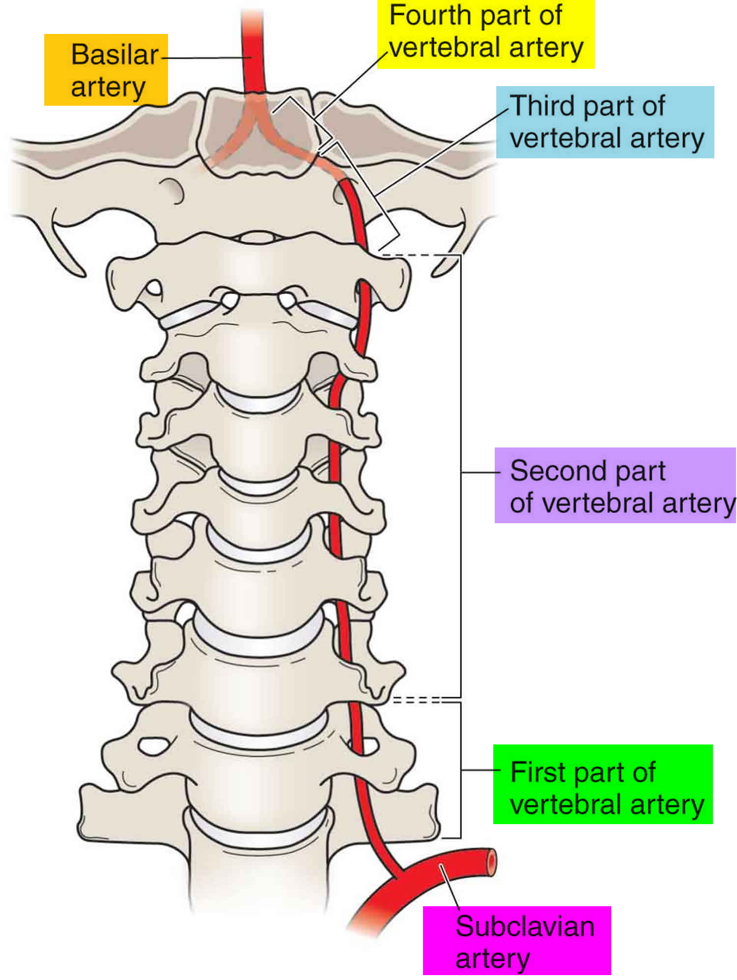 Vertebral Arteries Vertebral Artery Medical Anatomy Human Body Anatomy ...