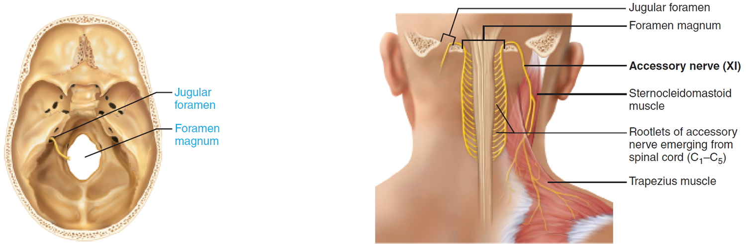 Cranial Nerves Names Of The 12 Cranial Nerves Mnemonic And Function