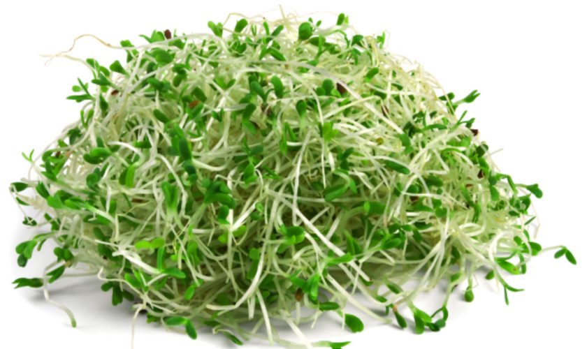 alfalfa