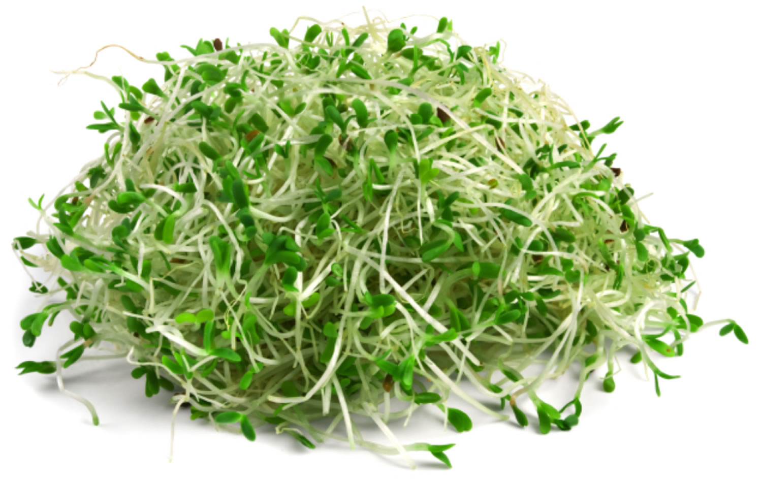 alfalfa-alfalfa-grass-supplement-benefits-toxicity-and-side-effects