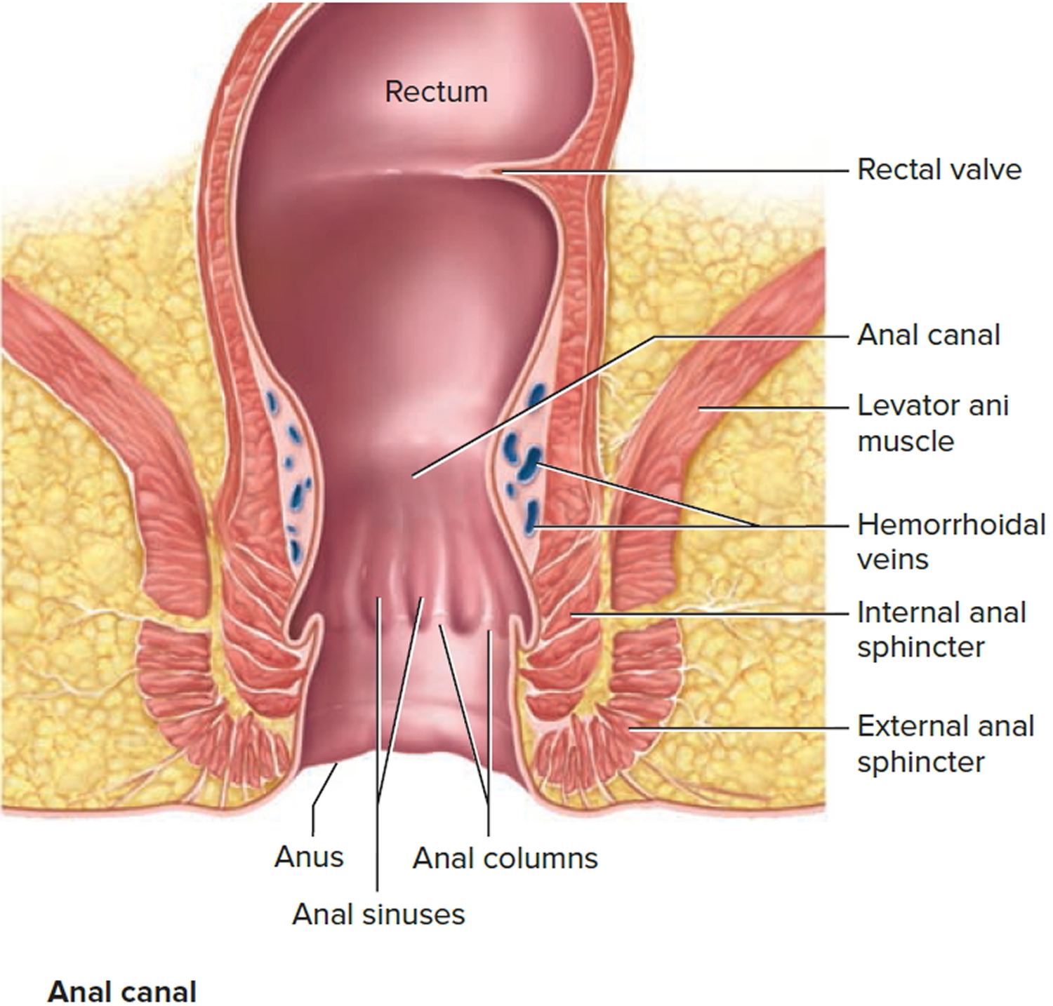 External anal sphincter herb