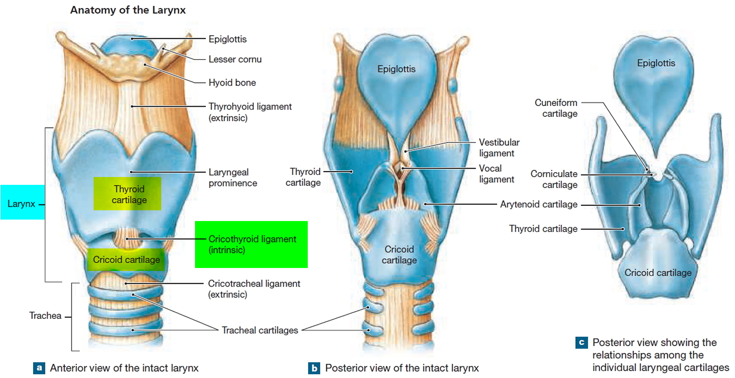 laryngeal excursion meaning