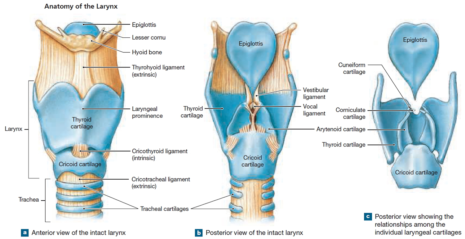 anatomy of the larynx