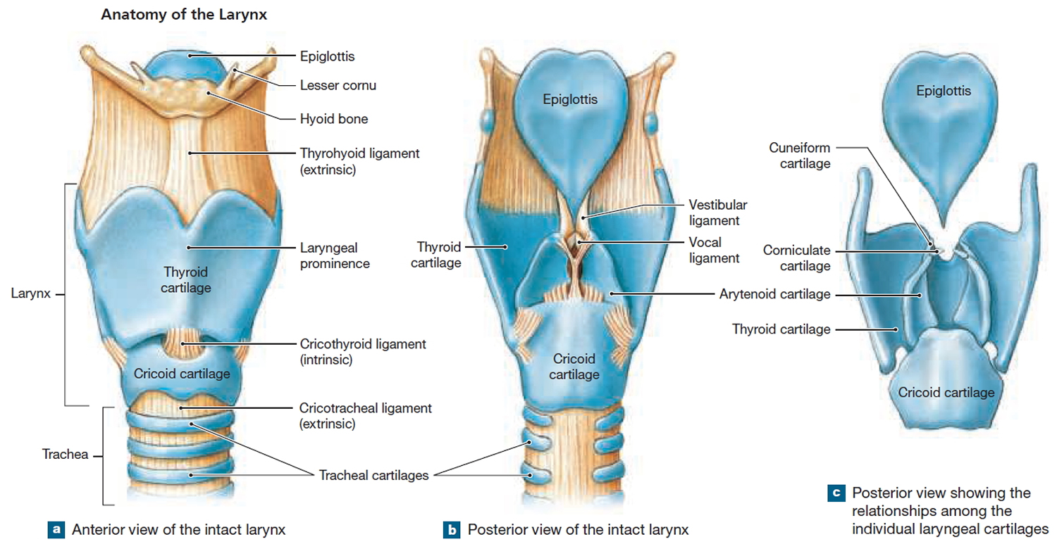 Pharynx Anatomy Function In Respiratory System