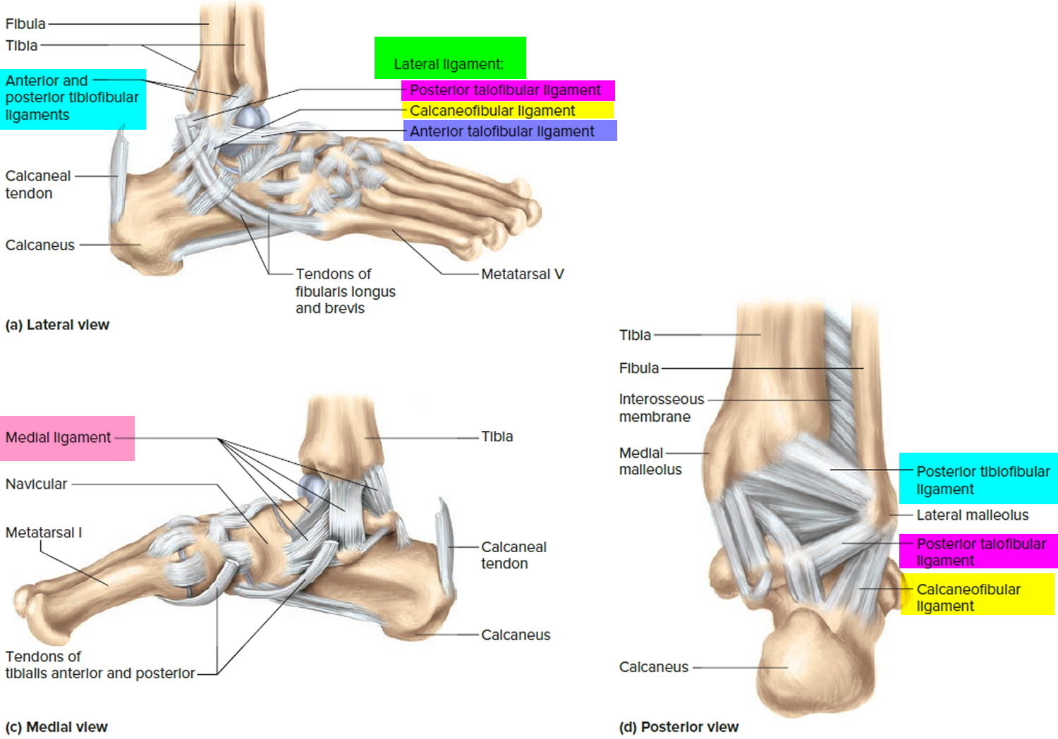 ligaments-thumb-shoulder-elbow-hip-knee-and-ankle-ligaments