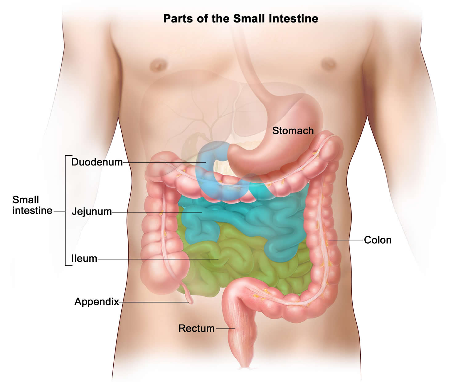 appendix with large and small intestine