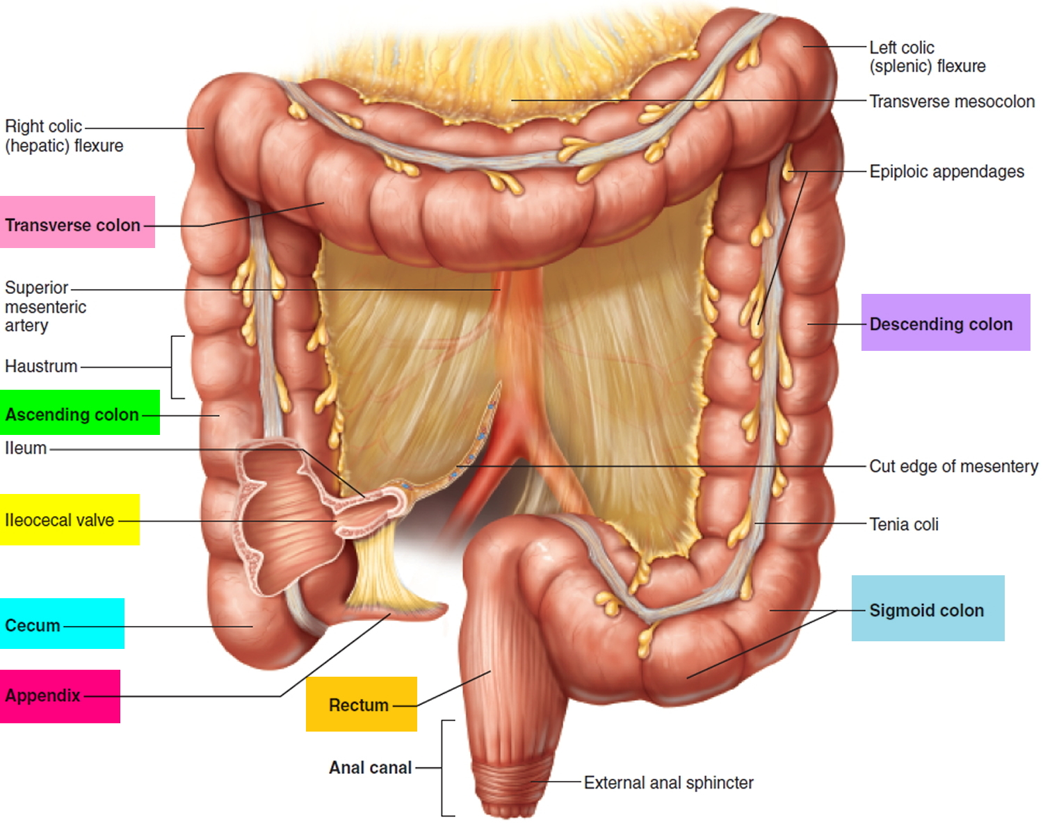 human body organs diagram appendix