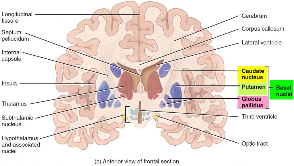 Human Brain Anatomy and Function - Cerebrum, Brainstem