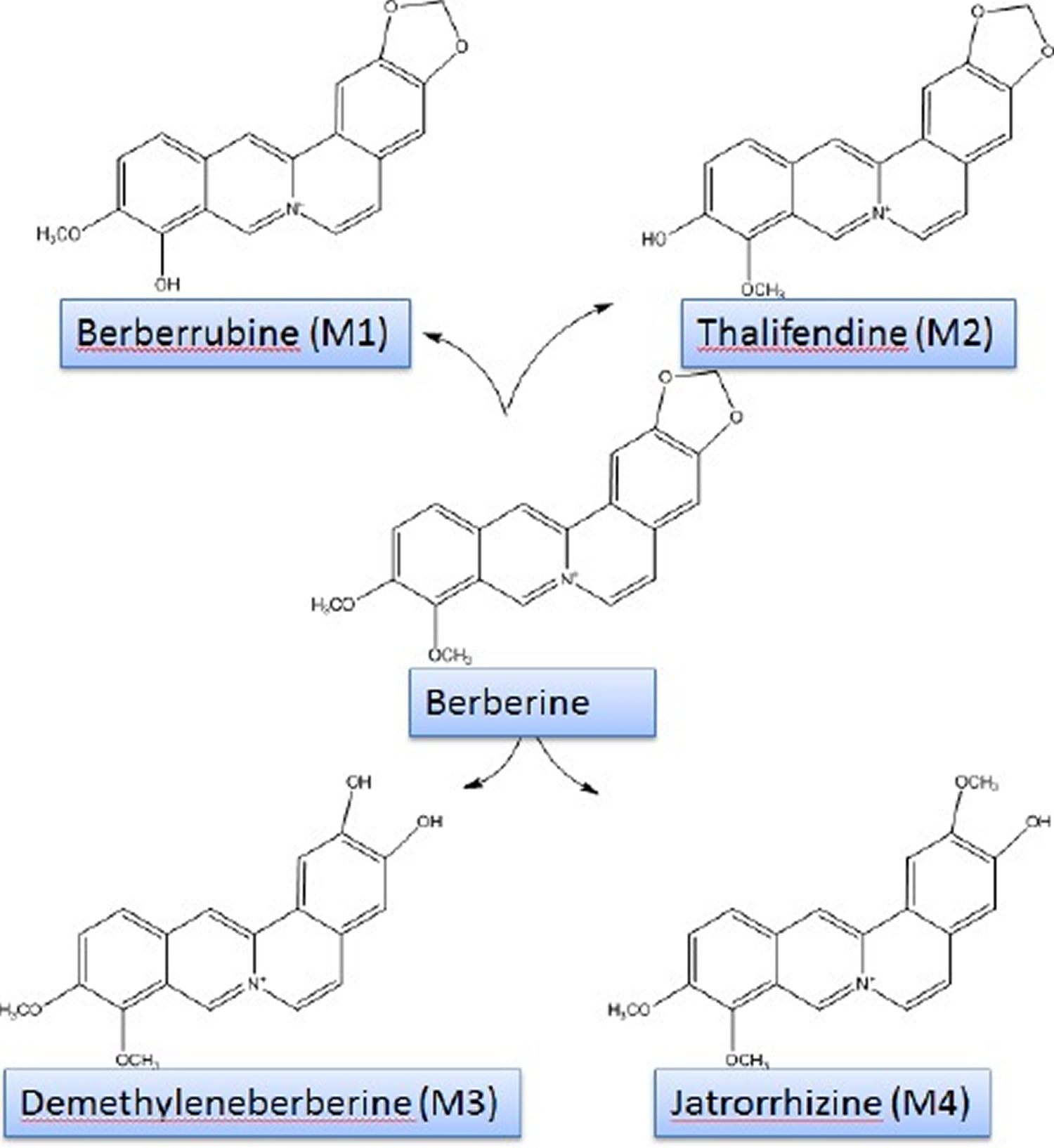 berberine chemical structure and its metabolites