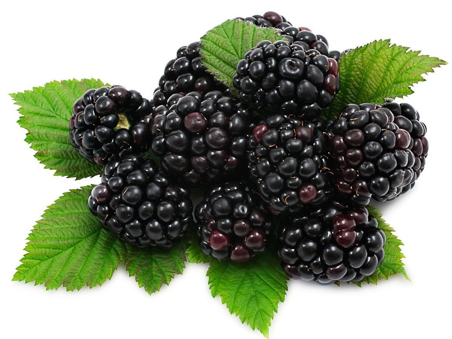 Mulberry Edible Fruitare - Health benefits - Mulberries vs Blackberries
