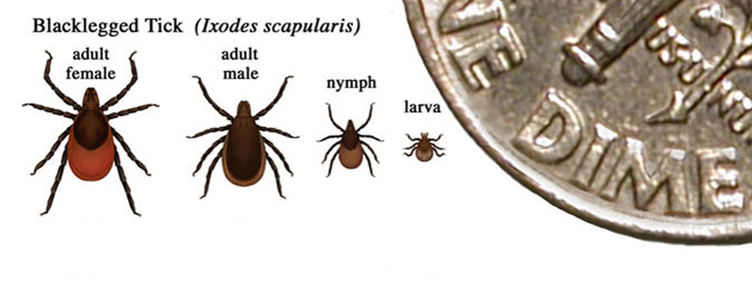 blacklegged tick of lyme disease - life stages