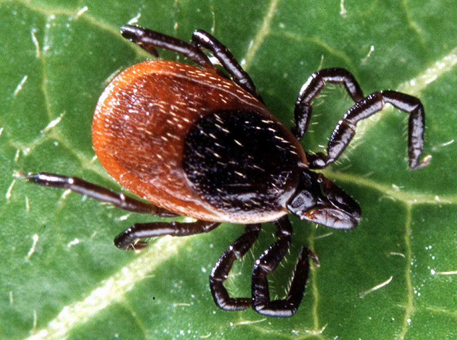 blacklegged tick of lyme disease