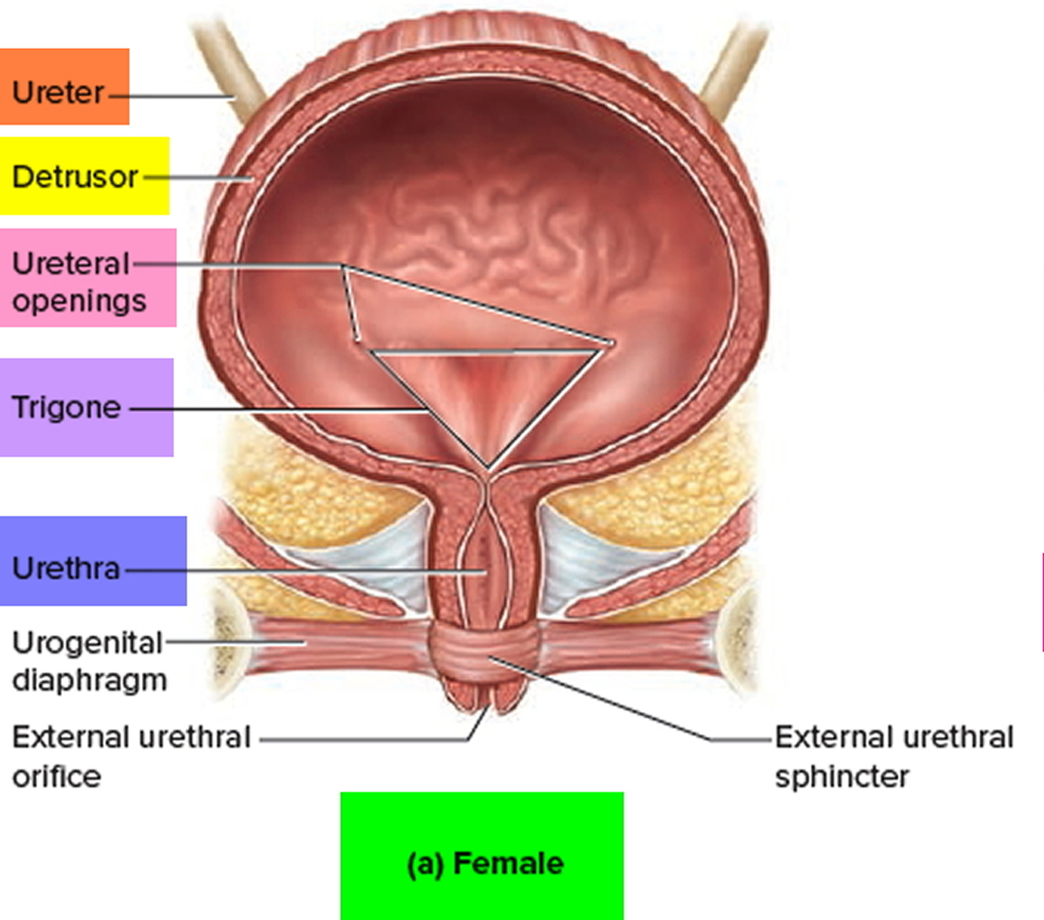 bladder problems in women