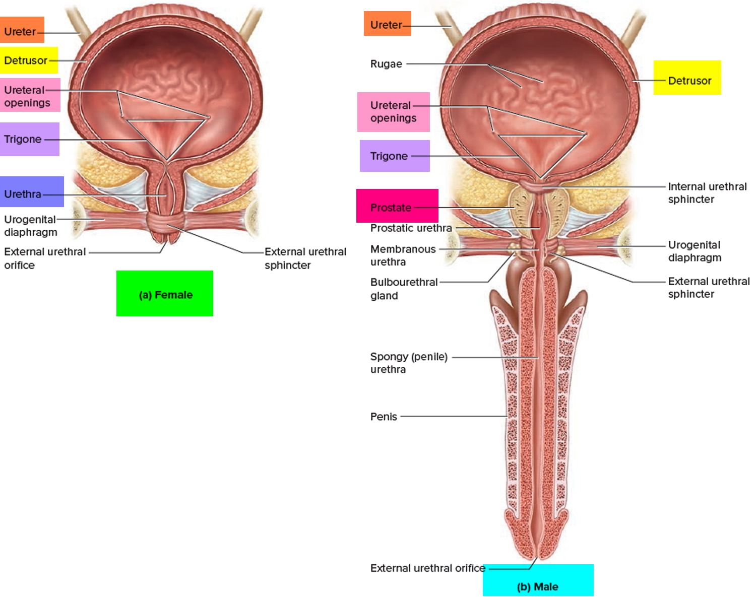 Painful urination, causes, diagnosis, treatment & prognosis