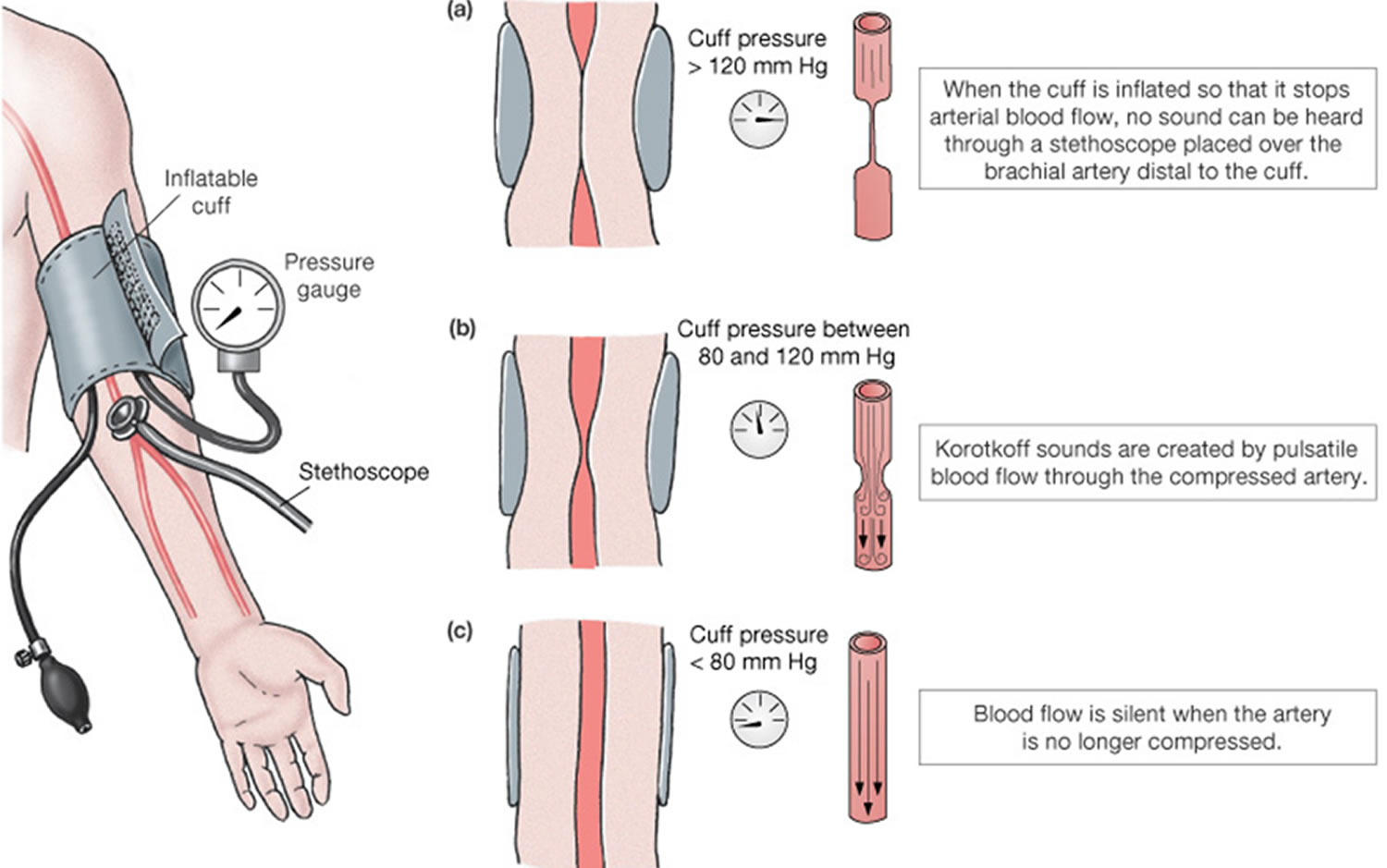 Brachial Artery and Deep Brachial Artery Location, Pulse, Function