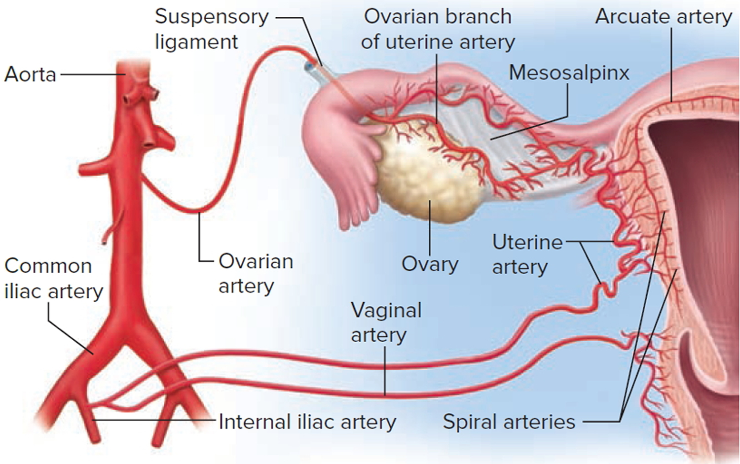 OHSS Causes Symptoms Duration Prevention Treatment