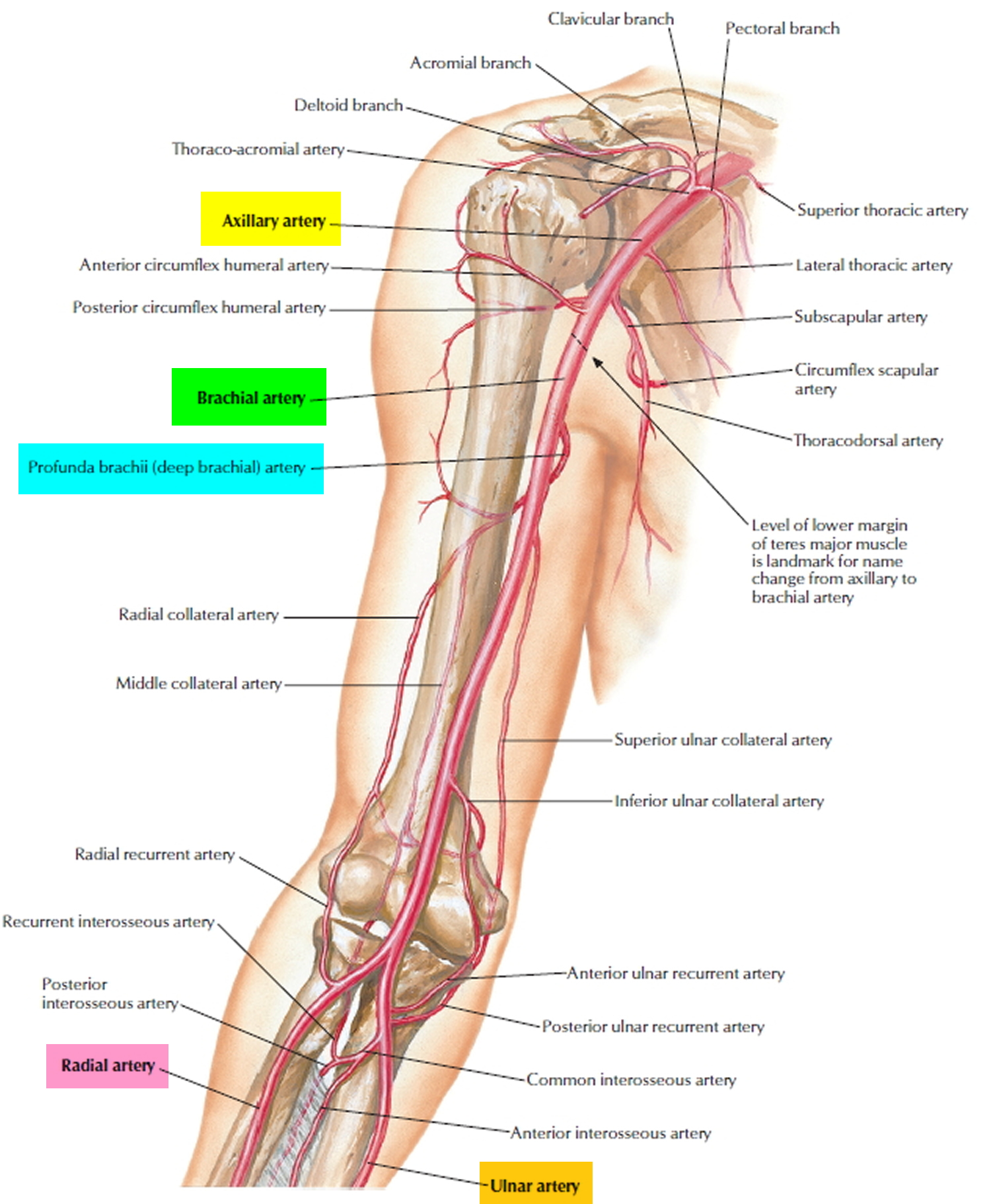 Brachial Artery And Deep Brachial Artery Location Pulse Function