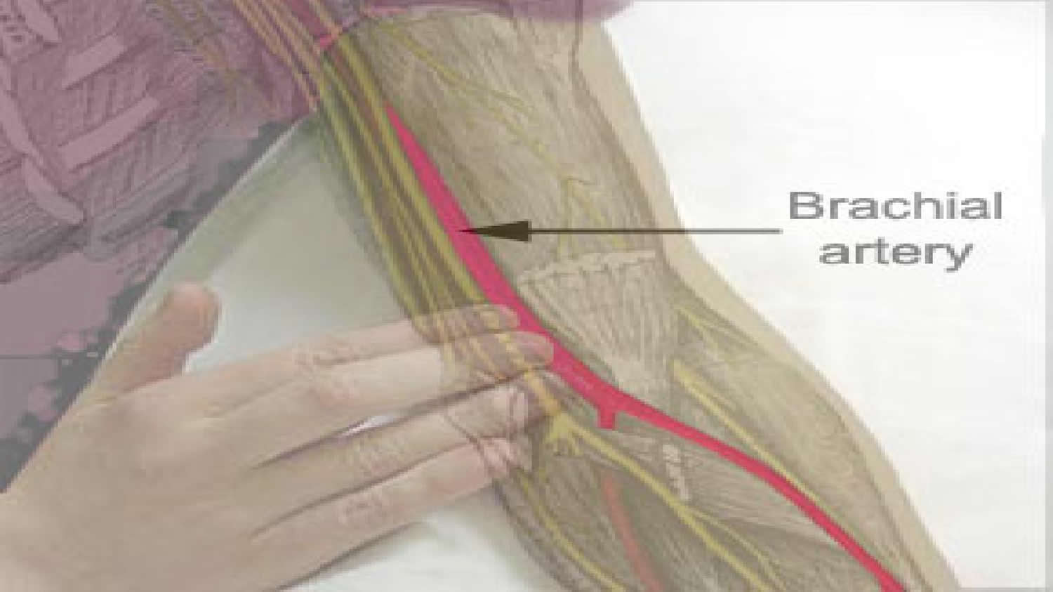 brachial_artery_location