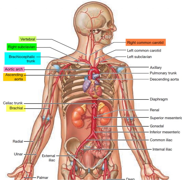 Brachiocephalic Artery And Its Branches Function And Blood Supply