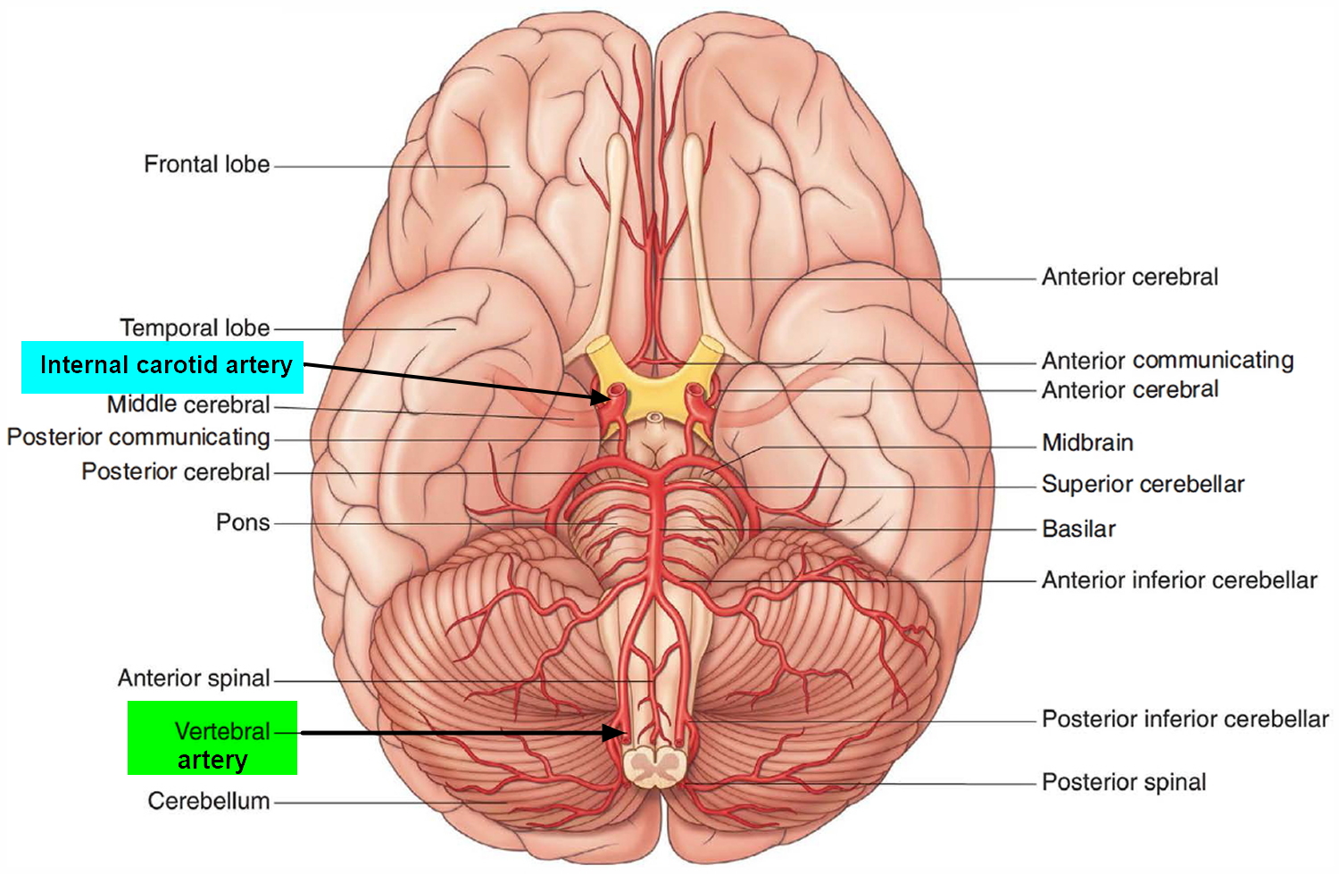 brain blood supply