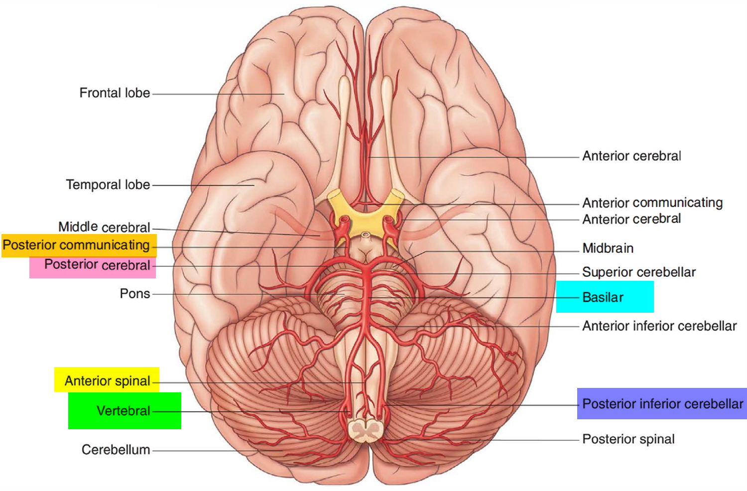 Vertebral Artery Segments, Stenosis and Artery Dissection ...