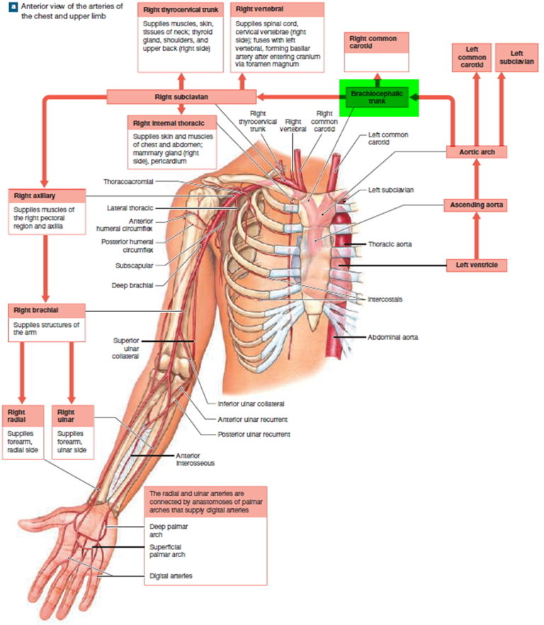 Brachiocephalic Artery And Its Branches Function And Blood Supply