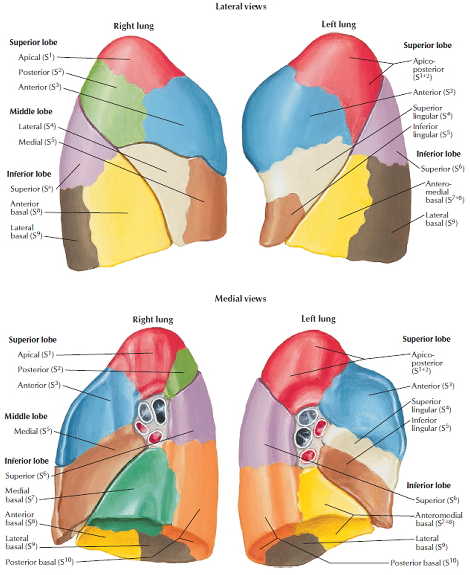 Atelectasis - Causes, Symptoms, Atelectasis Treatment