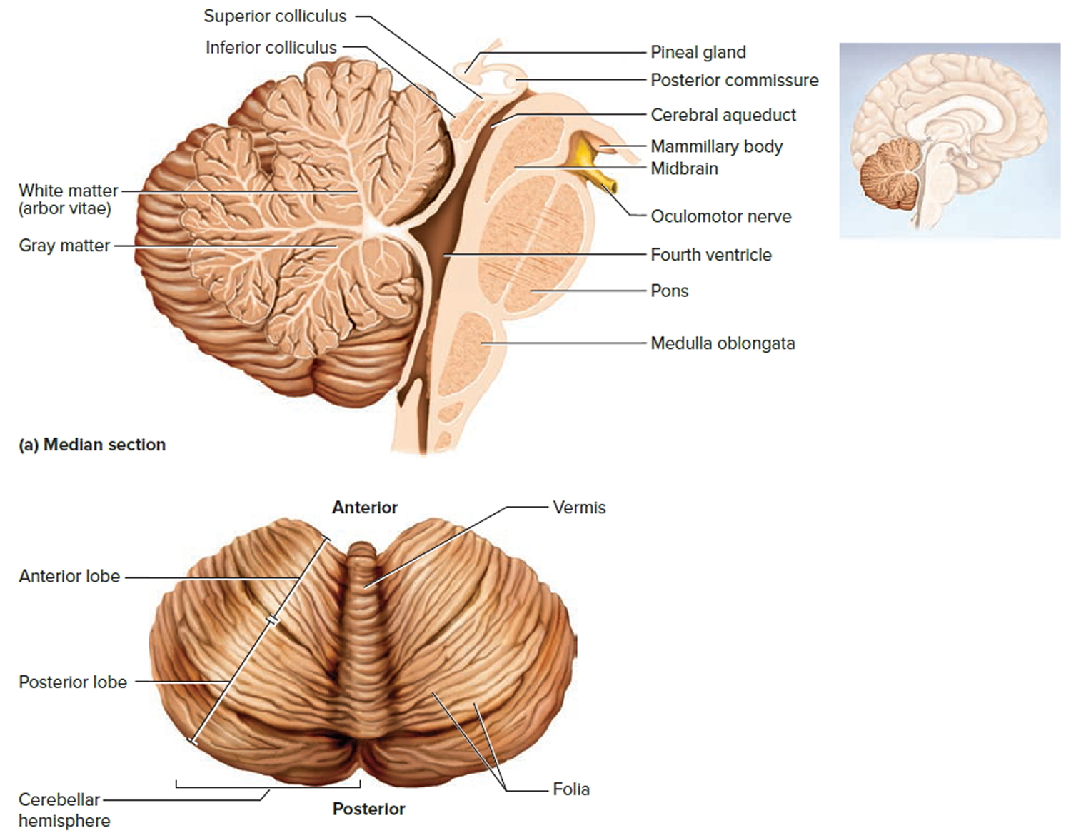 cerebellum of brain