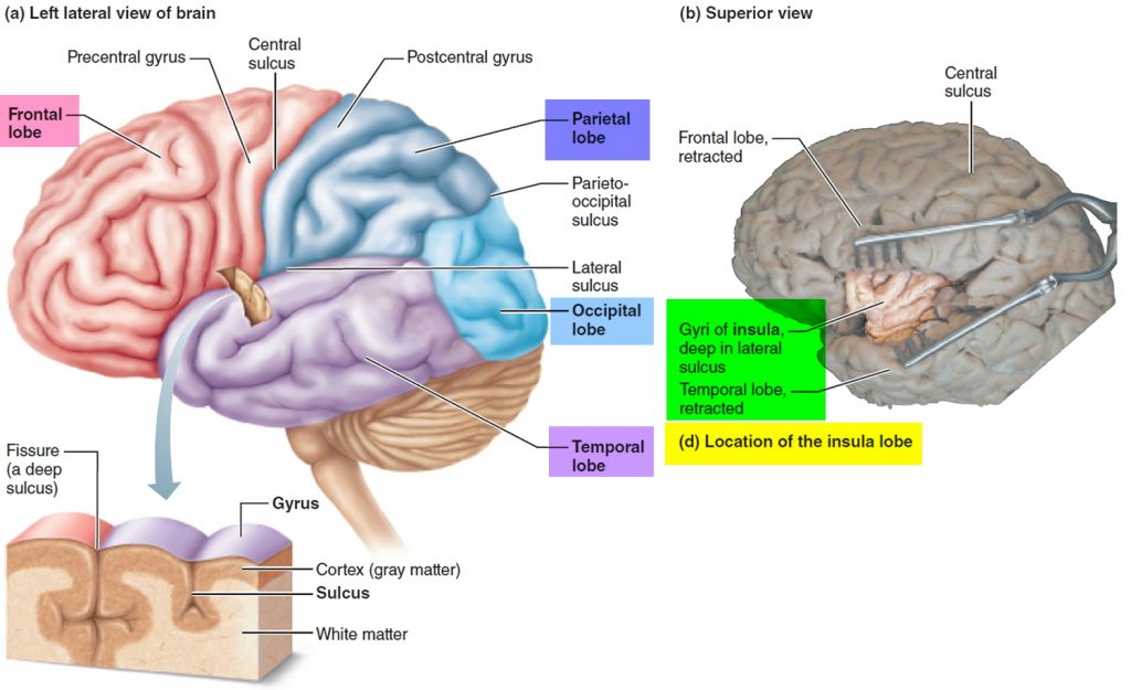 Human Brain Anatomy and Function - Cerebrum, Brainstem