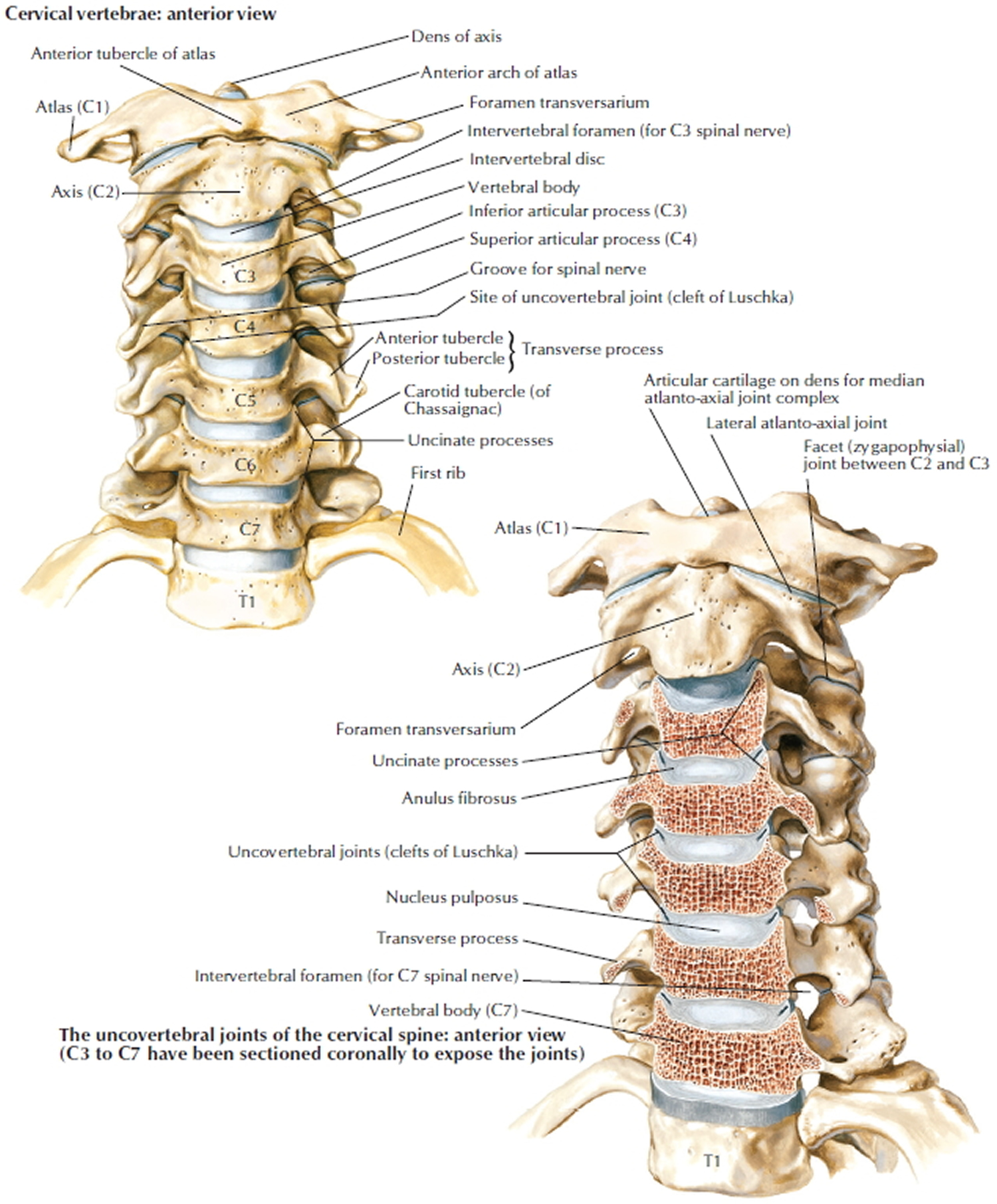 picture of the human vertebrae