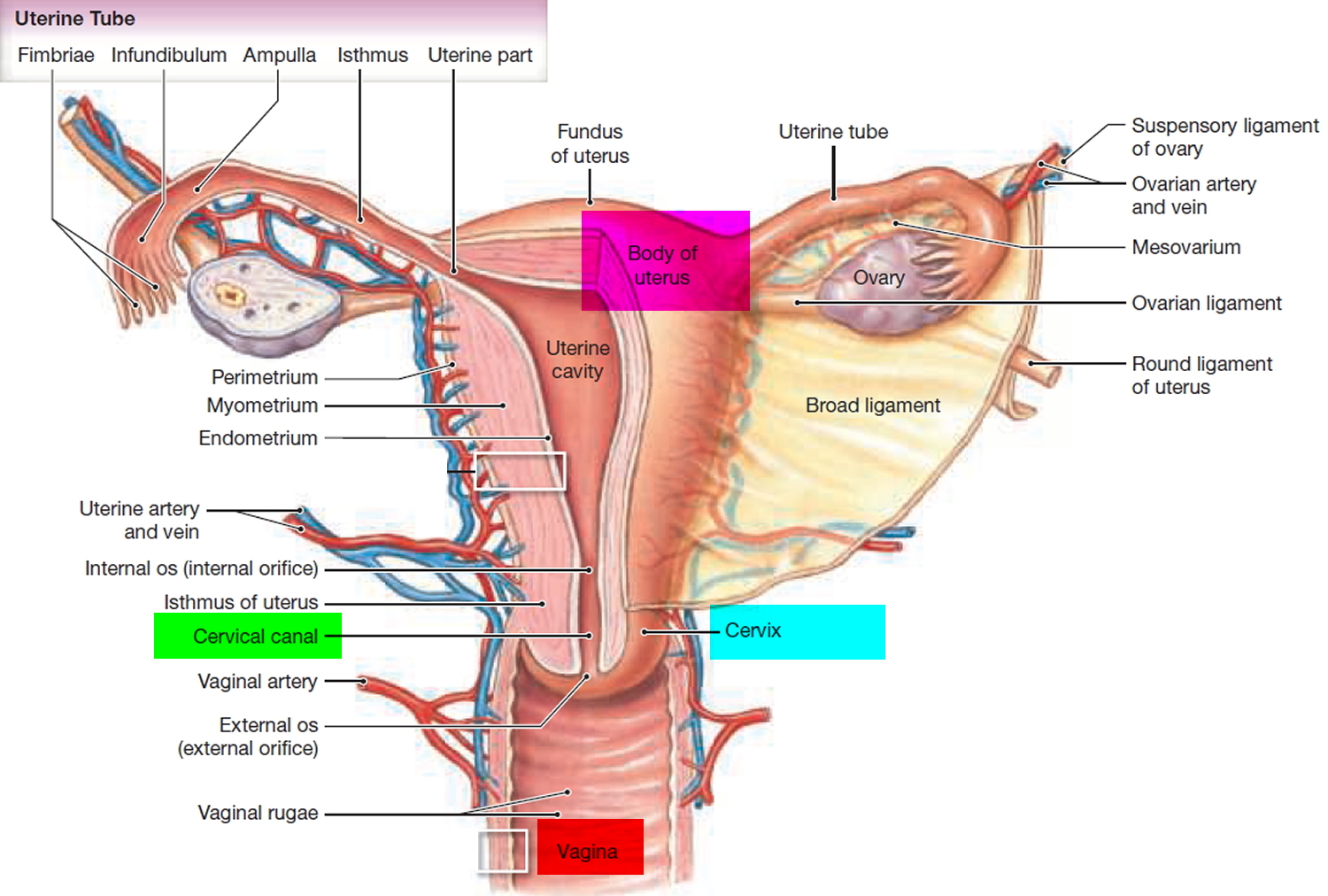 cervix anatomy