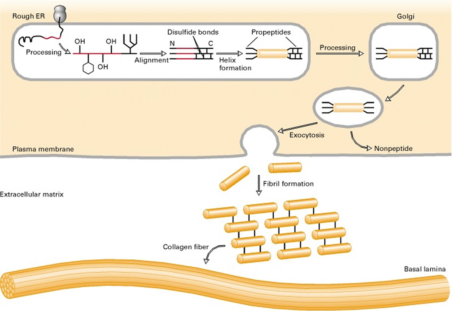 collagen fibers biosynthesis