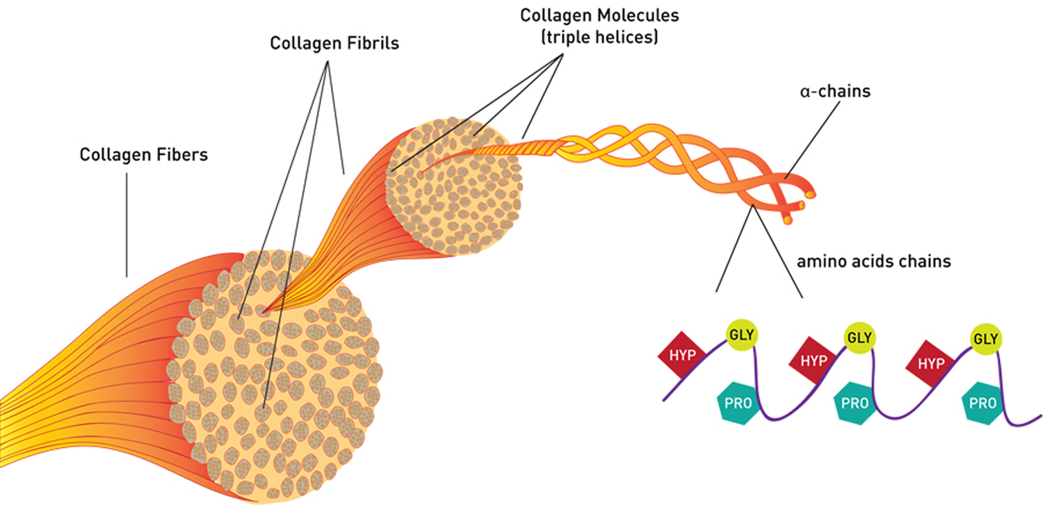 gelatin structure