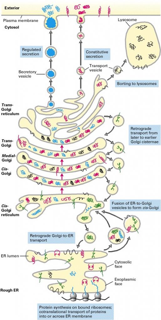 Collagen - Supplements, Injections - Uses & Side Effects