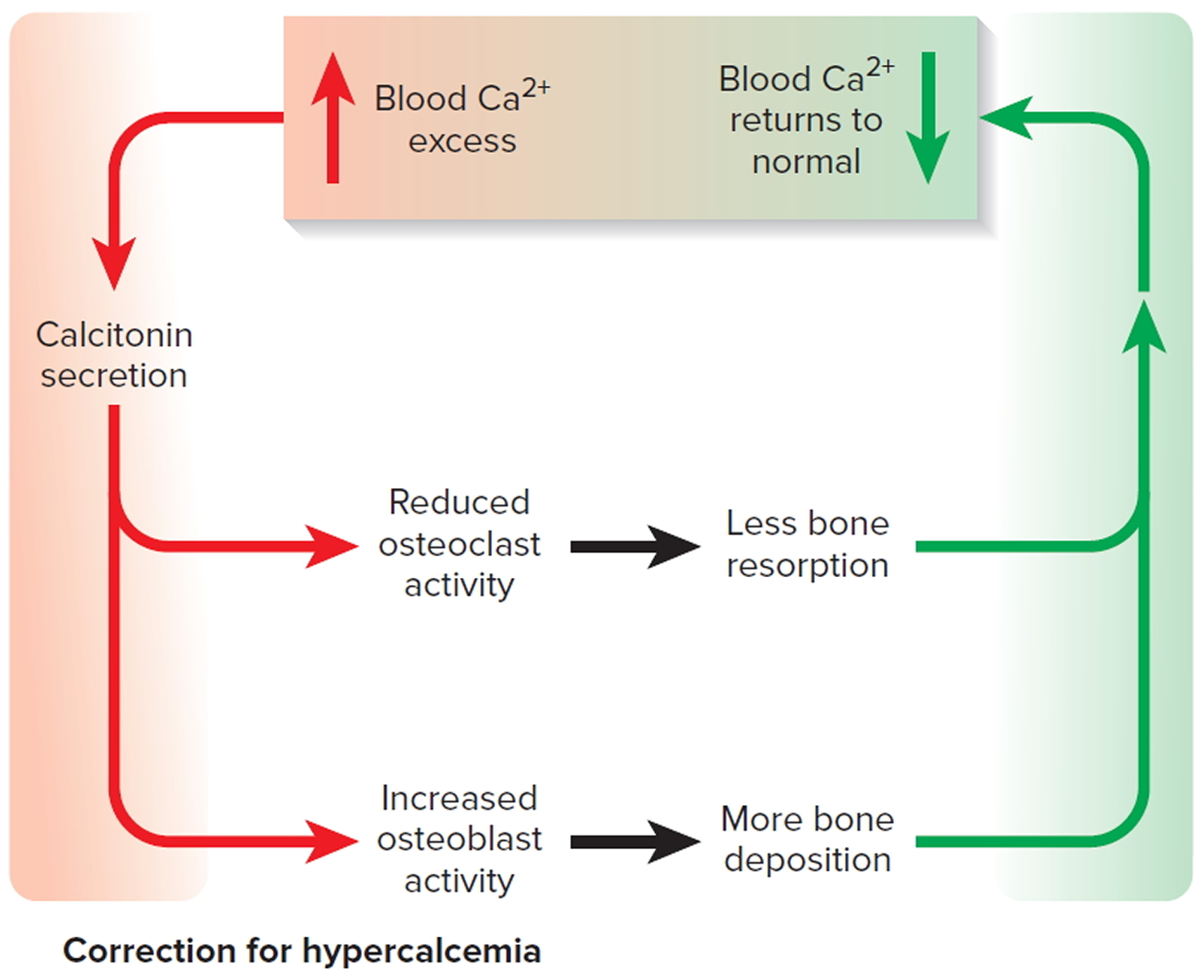 Thyroid Gland Location Function Hormones Problems And Surgery