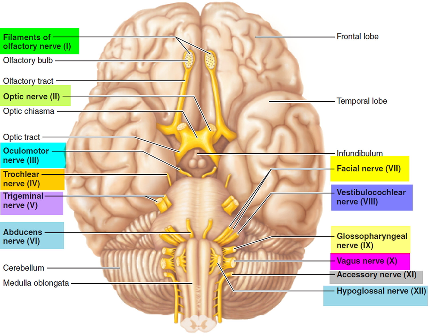 Выходы нервов. 12 Cranial nerves. Cranial nerves Anatomy. Черепные нервы на препарате анатомия.