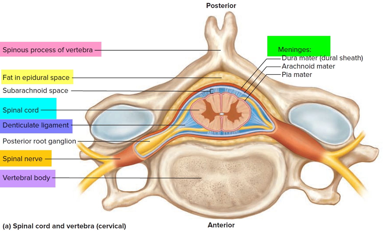 Spinal Cord Anatomy Parts and Spinal Cord Functions