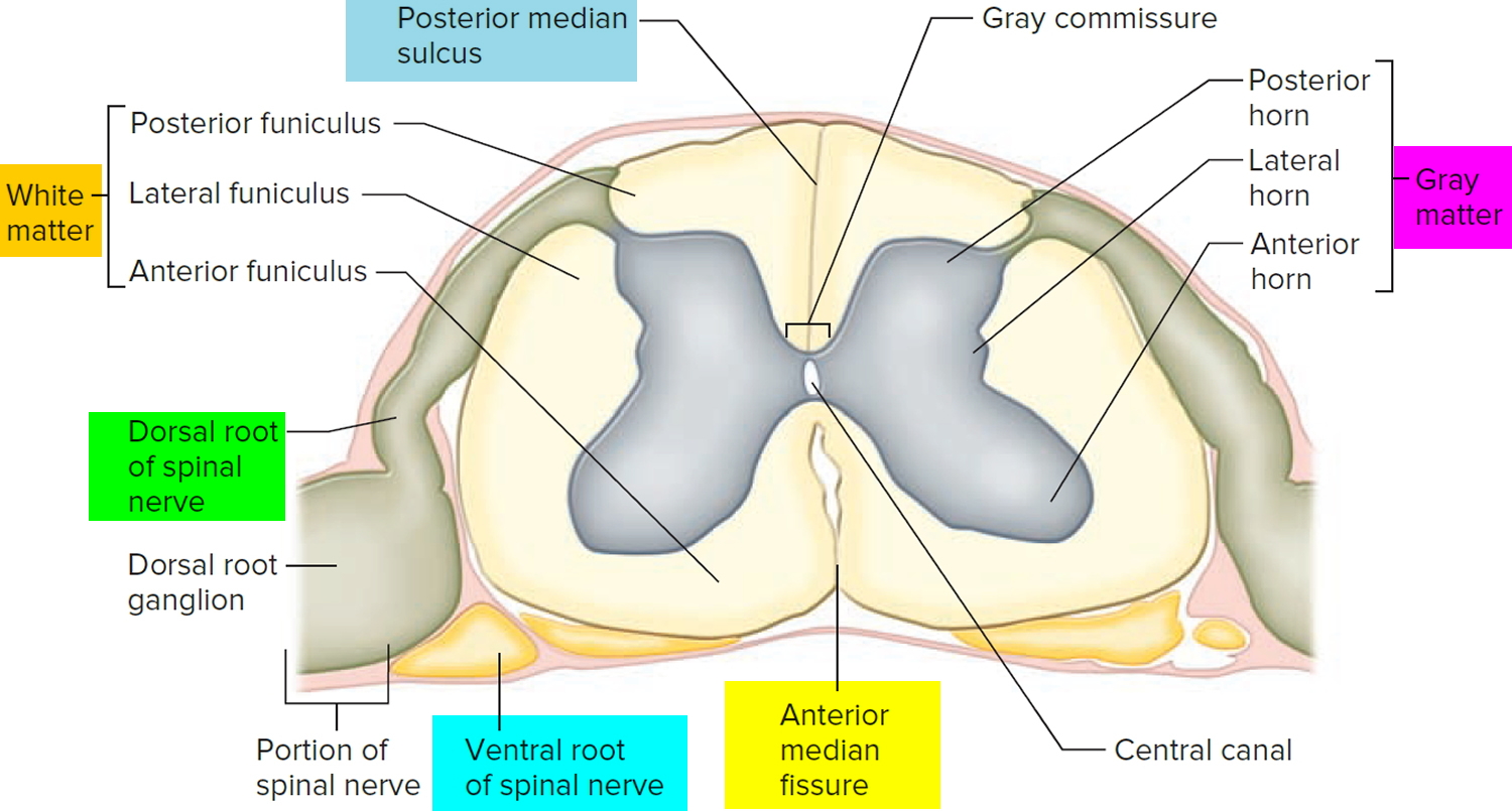 parts of spine