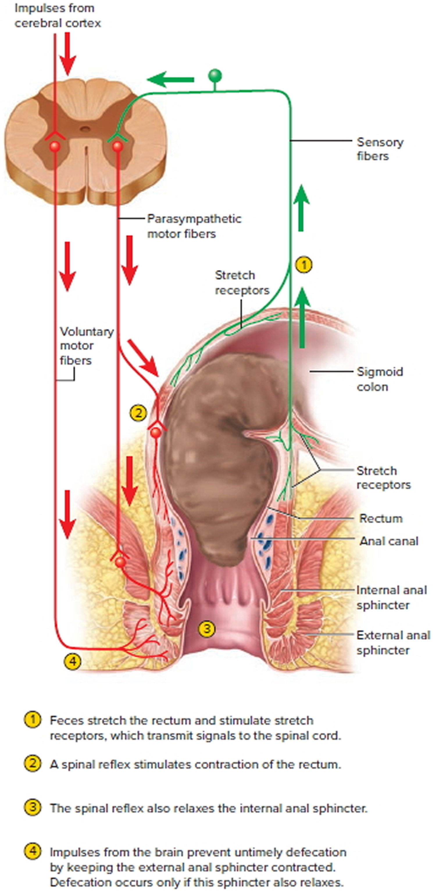 defecation process