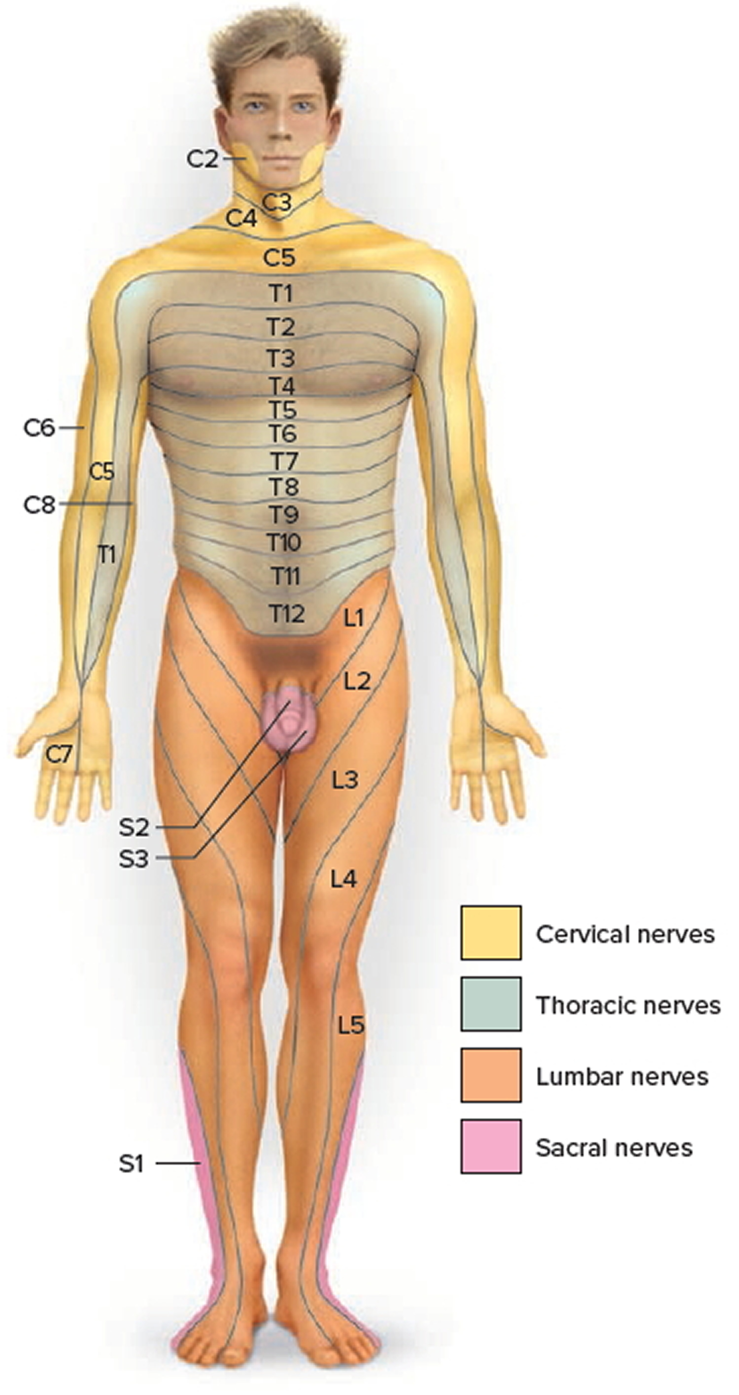 dermatomes