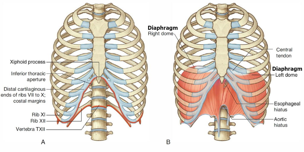 Diaphragm Muscle - Diaphragm Location - Function Of The Diaphragm