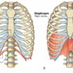 diaphragm