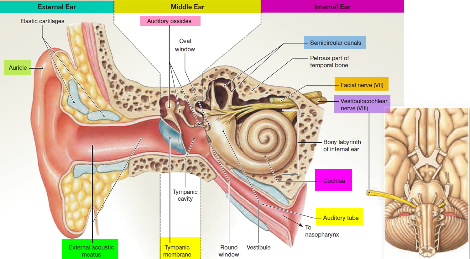 anatomy of inner ear labeled