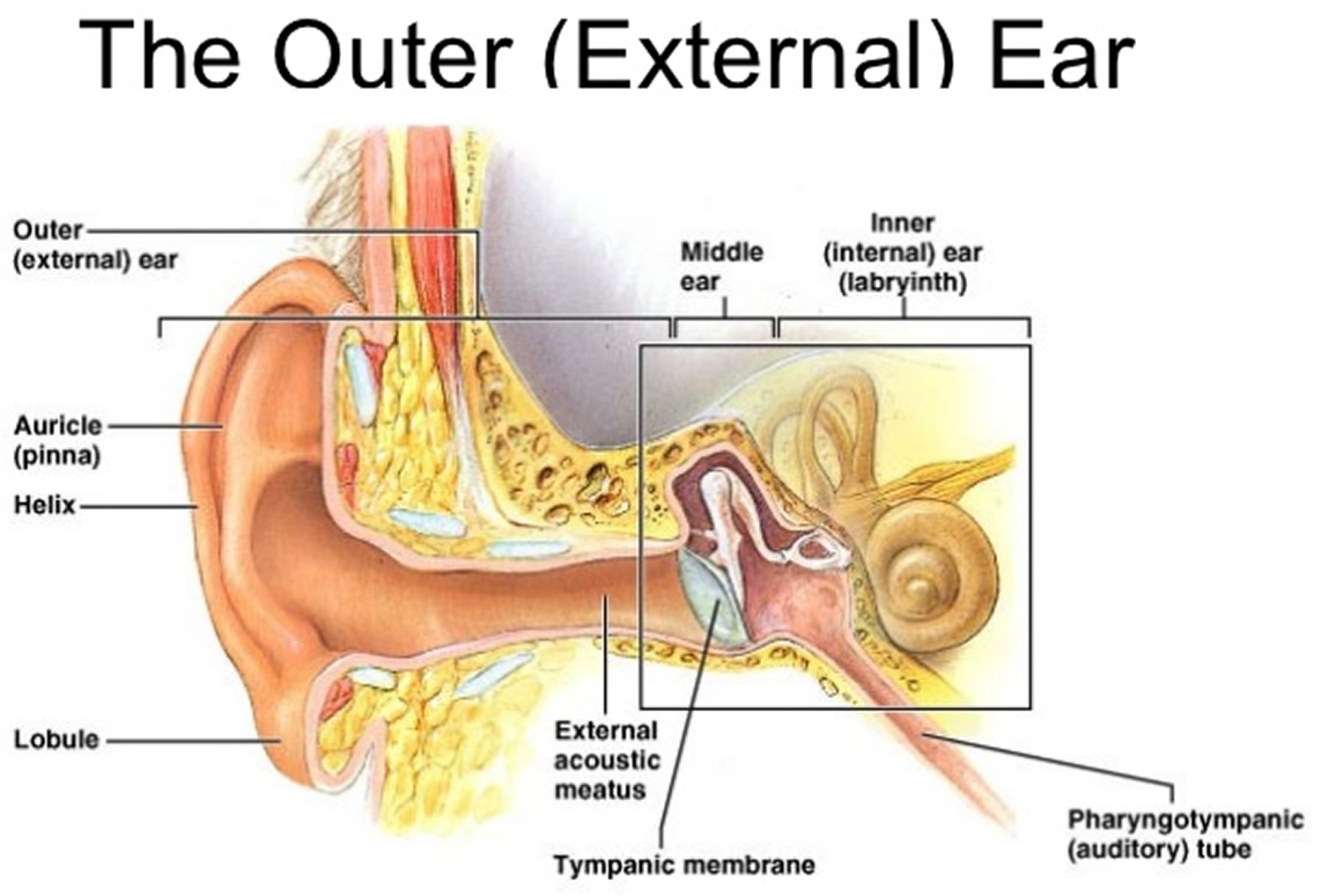 Ear Canal - Causes of Pain, Itchy, Infection, Swollen ...